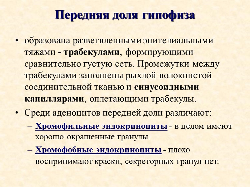 Передняя доля гипофиза образована разветвленными эпителиальными тяжами - трабекулами, формирующими сравнительно густую сеть. Промежутки